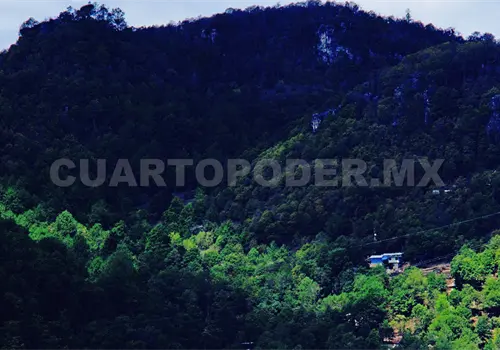 Diversificaci&oacute;n agr&iacute;cola frena deforestaci&oacute;n