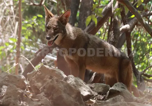 No hay coyotes con sarna en el ZooMAT No hay coyotes con sarna en el ZooMAT