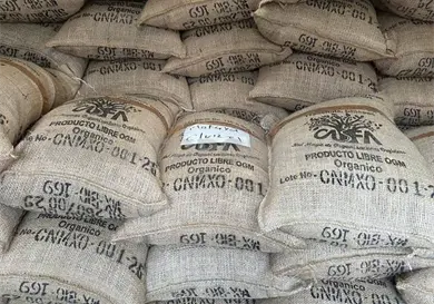 Llega cacao fino del Soconusco a B&eacute;lgica