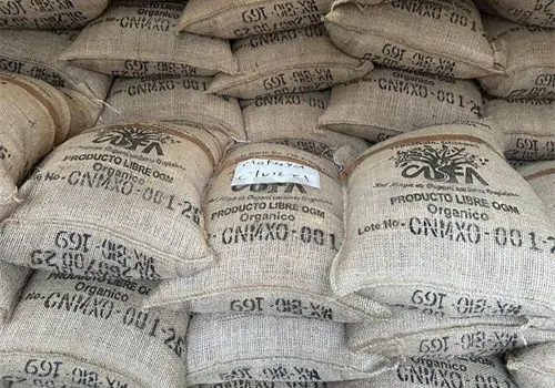 Llega cacao fino del Soconusco a Bélgica Llega cacao fino del Soconusco a Bélgica