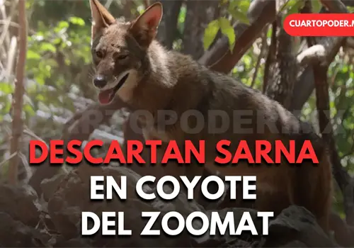 No hay coyotes con sarna en el ZooMAT
