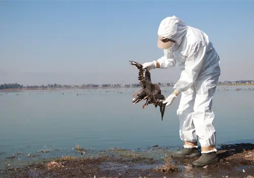 El Niño se fortalece, alerta en fauna silvestre en playas El Niño se fortalece, alerta en fauna silvestre en playas
