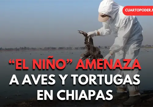 El Niño se fortalece, alerta en fauna silvestre en playas El Niño se fortalece, alerta en fauna silvestre en playas