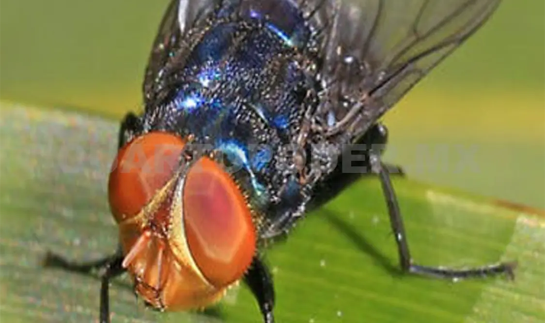 Mosca Cochliomyia hominivorax, causante del gusano barrenador. Rafael Victorio / CP