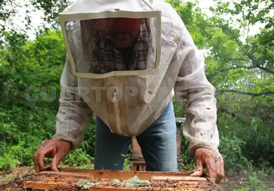 Chiapas, segundo en producción de miel Chiapas, segundo en producción de miel