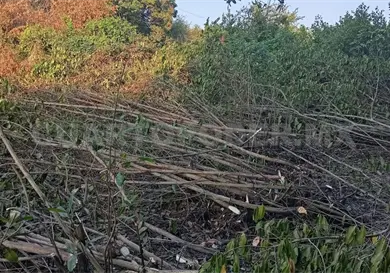 Zona de manglares ha perdido 60 % de superficie