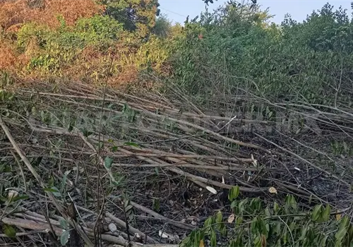 Zona de manglares ha perdido 60 % de superficie Zona de manglares ha perdido 60 % de superficie