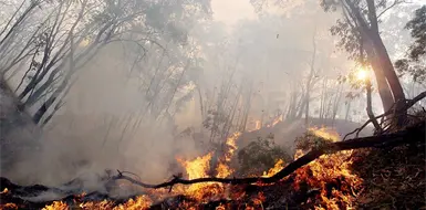 Se queman 170 hect&aacute;reas en Valle Zoque y Frailesca
