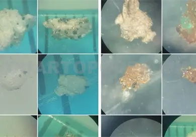 Micropl&aacute;sticos, ya son parte del ecosistema