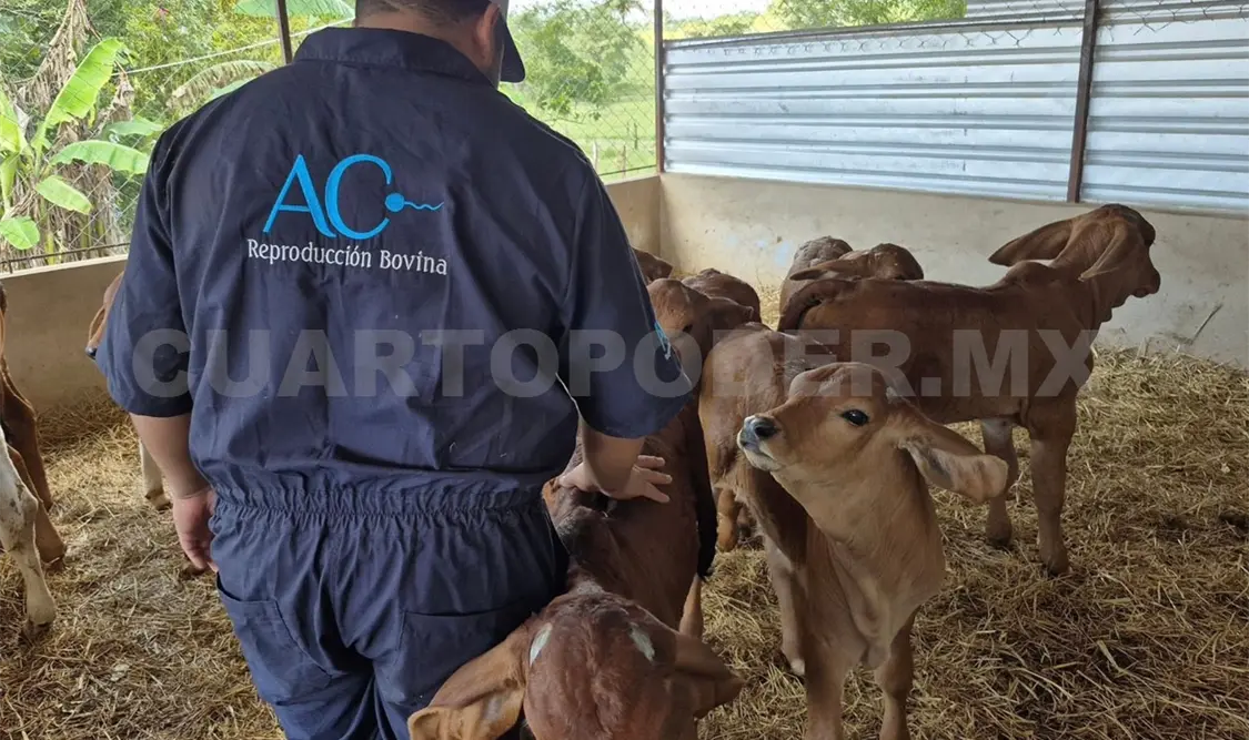 Buscan exponer la calidad del ganado de Chiapas y, en otros casos, mejorarlo mediante cruzas. CP