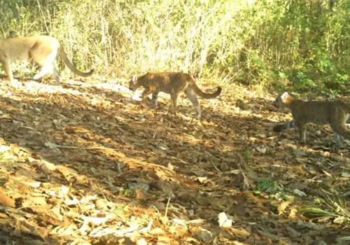 Puma y sus cr&iacute;as son captadas en La Sepultura
