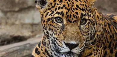 Jaguar "Gaby" no responde a tratamientos de salud