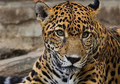 Jaguar "Gaby" no responde a tratamientos de salud