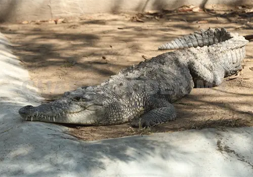 Convocan a la tercera Crocokerm&eacute;s Solidaria