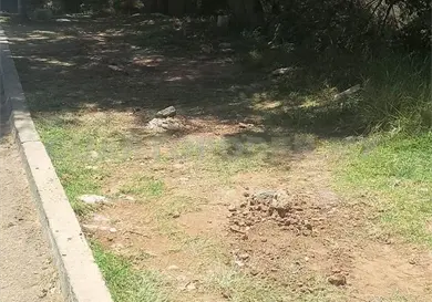 Arrancan &aacute;rboles plantados en SCLC