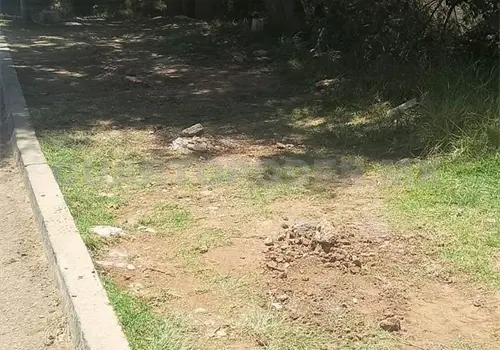 Arrancan &aacute;rboles plantados en SCLC