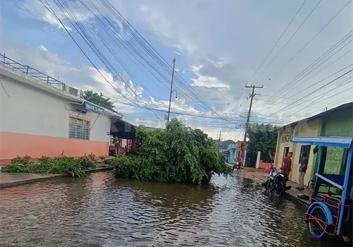 Tromba tira &aacute;rboles y deja sin luz a viviendas