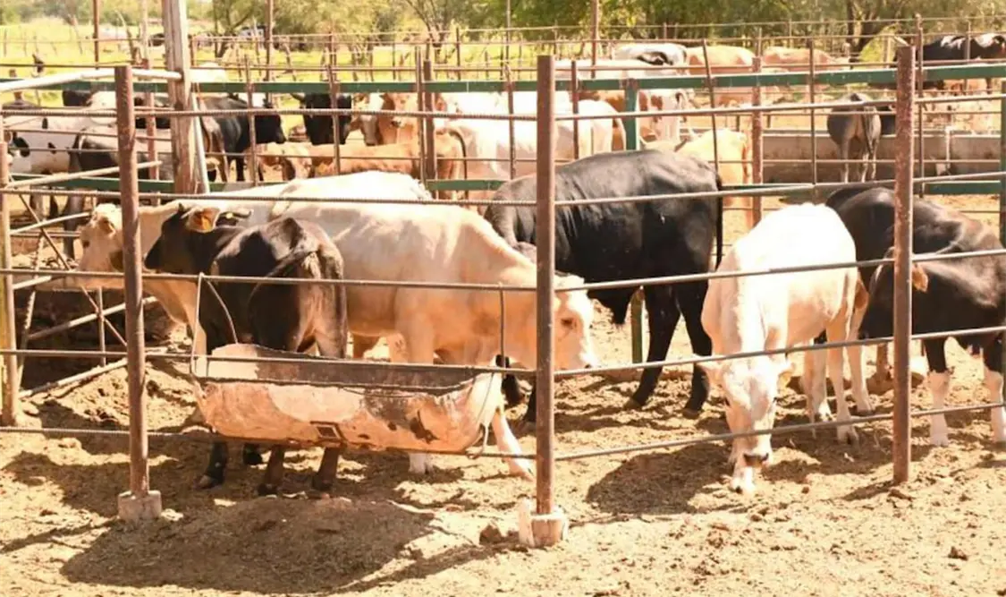 Cierran ingreso de ganado vivo por gusano barrenador