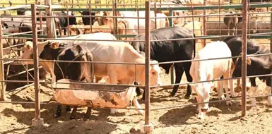 Cierran ingreso de ganado vivo por gusano barrenador