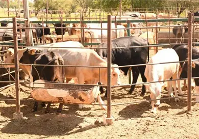 Cierran ingreso de ganado vivo por gusano barrenador Cierran ingreso de ganado vivo por gusano barrenador