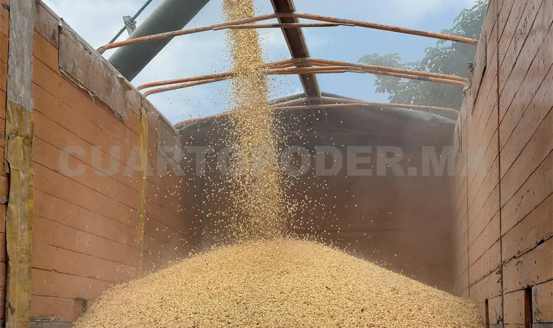 La entidad aportó 221 mil 979.4 toneladas de maíz en la temporada 2025, generando un beneficio para 16 mil 148 productoras. Cortesía