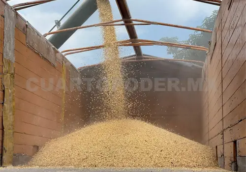Anuncian activación de Seguro Agrícola Anuncian activación de Seguro Agrícola