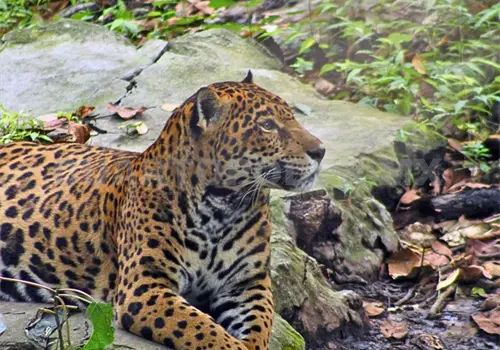 Muere jaguar Gaby con 20 a&ntilde;os de edad