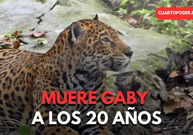 Muere jaguar Gaby con 20 años de edad Muere jaguar Gaby con 20 años de edad
