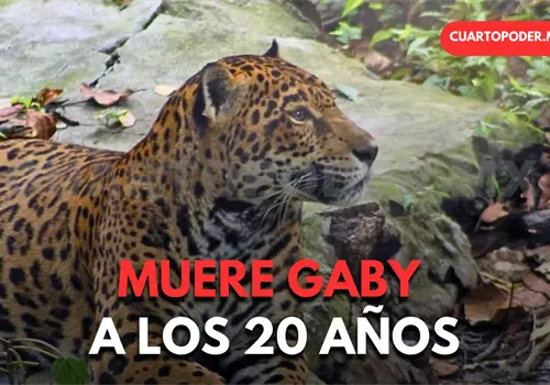 Muere jaguar Gaby con 20 a&ntilde;os de edad