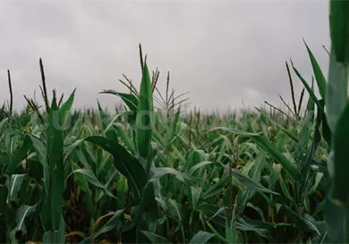 Chiapas crece en producci&oacute;n de ma&iacute;z