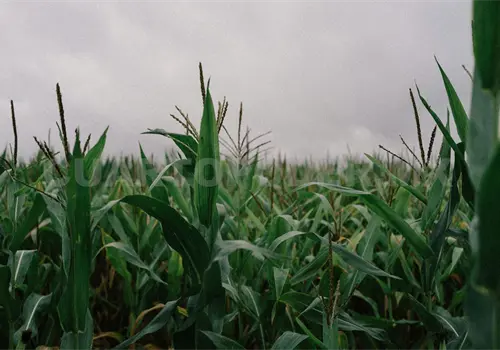 Chiapas crece en producción de maíz Chiapas crece en producción de maíz