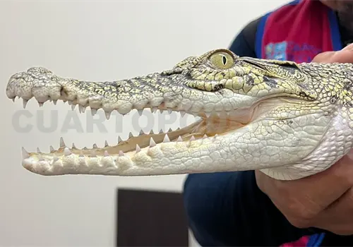 Llegan a Chiapas cocodrilos de Rep&uacute;blica Checa