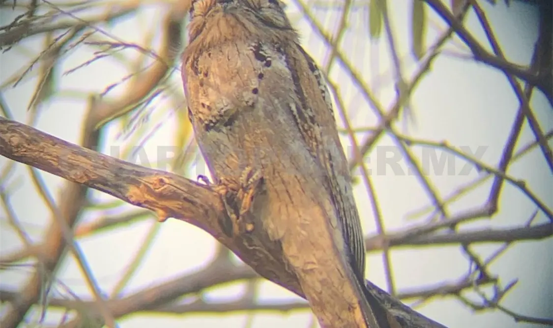 Se han registrado alrededor de 300 especies de aves en la capital. Cortesía