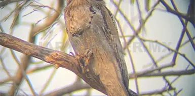 Urbanizaci&oacute;n y ruido no alejan a las aves de Tuxtla