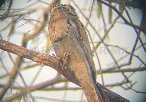 Urbanizaci&oacute;n y ruido no alejan a las aves de Tuxtla