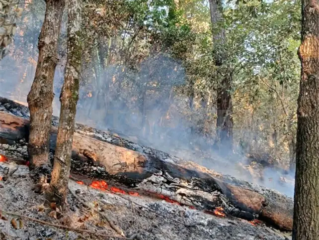 Combaten incendio forestal en Copainal&aacute;