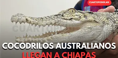 Llegan a Chiapas cocodrilos de Rep&uacute;blica Checa
