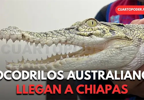 Llegan a Chiapas cocodrilos de Rep&uacute;blica Checa