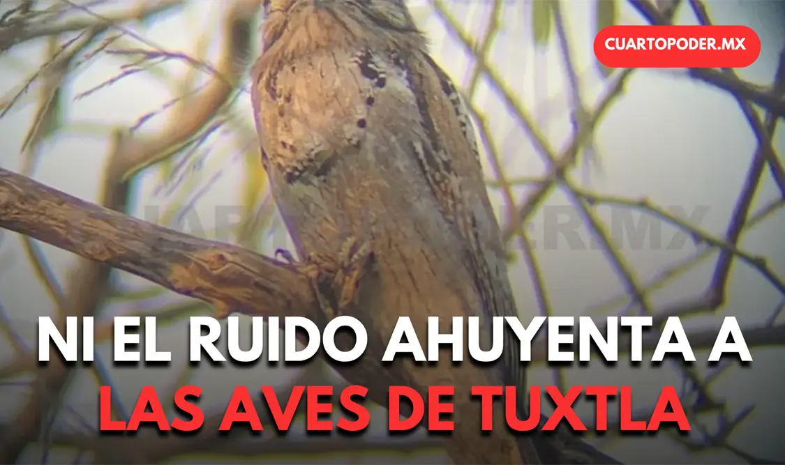 Urbanización y ruido no alejan a las aves de Tuxtla