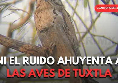 Urbanizaci&oacute;n y ruido no alejan a las aves de Tuxtla