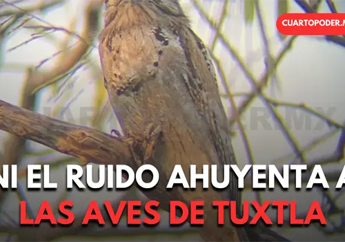 Urbanizaci&oacute;n y ruido no alejan a las aves de Tuxtla