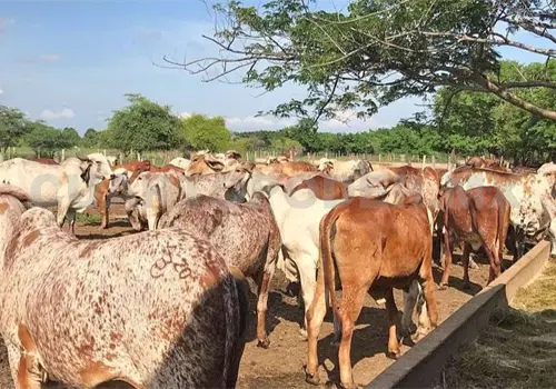 Chiapas solicita ingreso a programa ganadero federal
