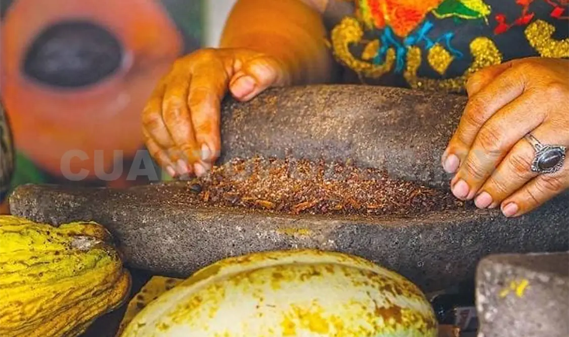 Chiapas es el segundo productor de cacao en el país. CP