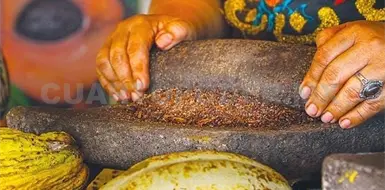Necesario fortalecer la cultura del cacao