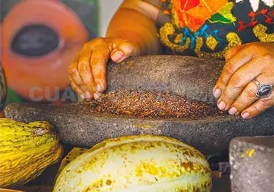 Necesario fortalecer la cultura del cacao Necesario fortalecer la cultura del cacao
