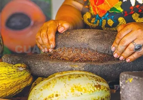 Necesario fortalecer la cultura del cacao