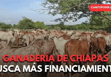 Chiapas solicita ingreso a programa ganadero federal Chiapas solicita ingreso a programa ganadero federal