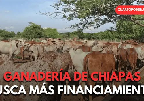 Chiapas solicita ingreso a programa ganadero federal