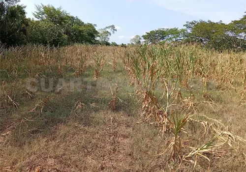 Advierten pérdida total en el campo Advierten pérdida total en el campo