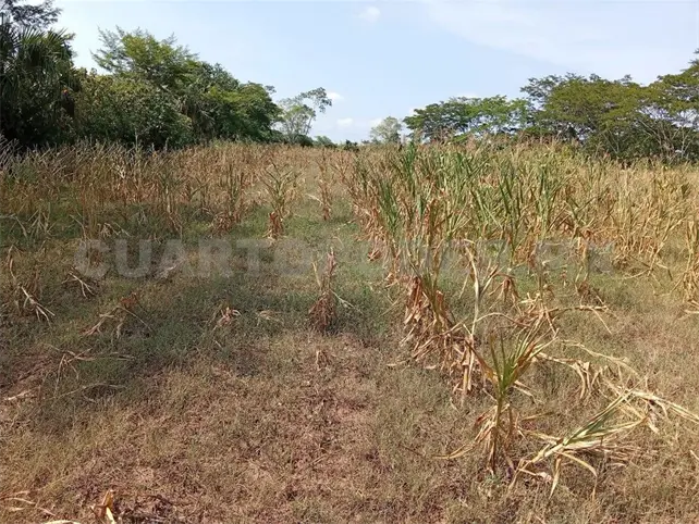 Advierten p&eacute;rdida total en el campo